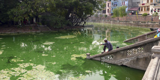 algal bloom